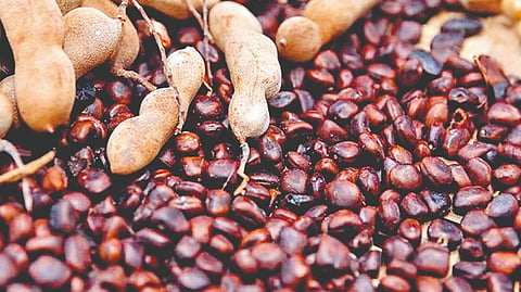 चिंच व चिंचोक्याला मिळतोय बाजारात विक्रमी दर