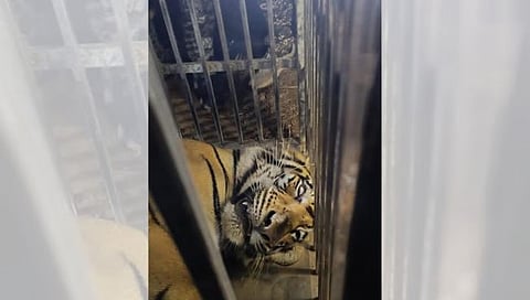Tiger Trapped