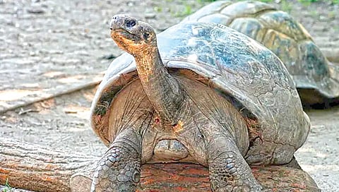Dead Turtles And Fish |