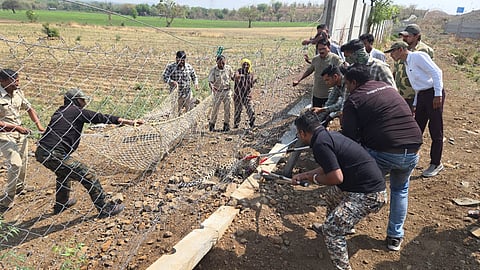 Leopard Rescued