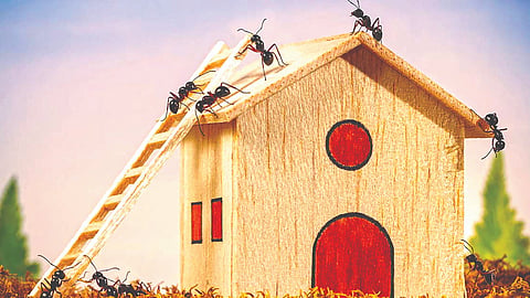 Ants
