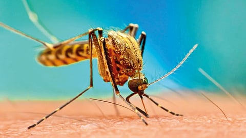 World Malaria Day Special