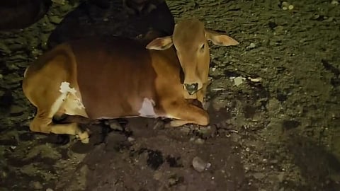 Beed Cow Smuggling