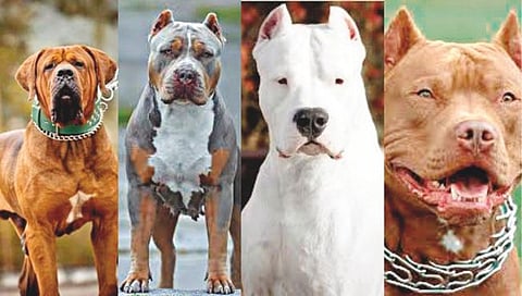 Illegal Dog Breeding | हिंस्र श्वानांचे विनापरवाना प्रजनन