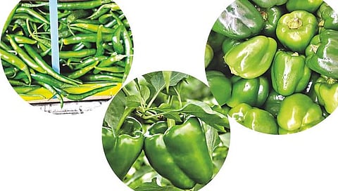 Chili Market