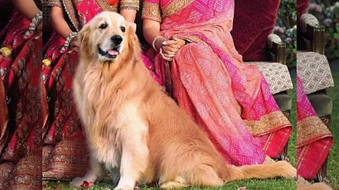 Ambani Dog Death