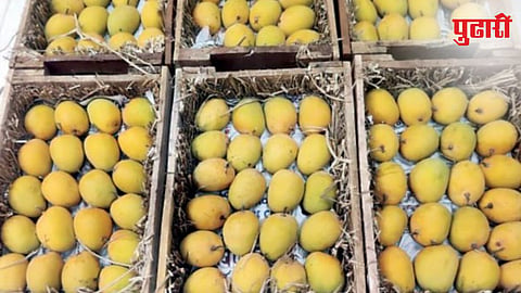 Alphonso Mango
