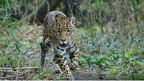 Buddha Purnima wildlife count