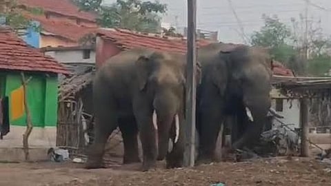 Gadchiroli Elephant News