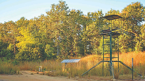 Wildlife Census