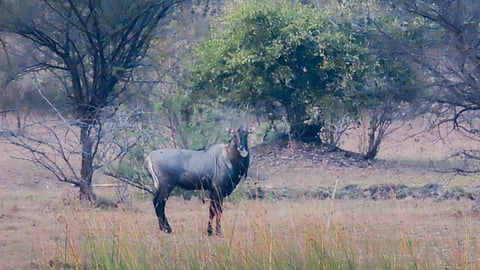 Jalgaon