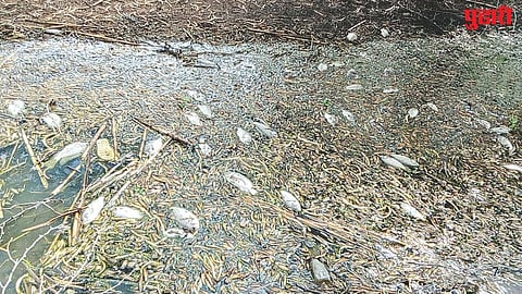 Sina River Fish