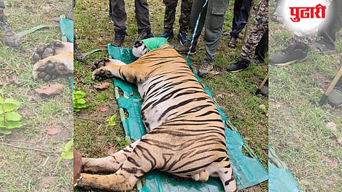 Chandrapur Tiger Captured