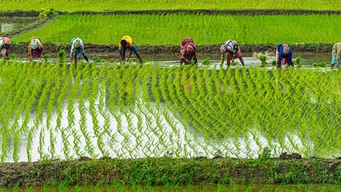 Crop Sowing Percentage