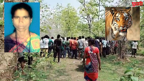 Chandrapur Tiger Kills two Person