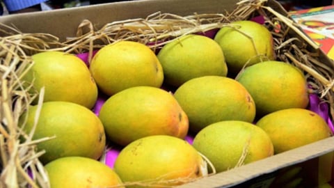 Mango Traders loss