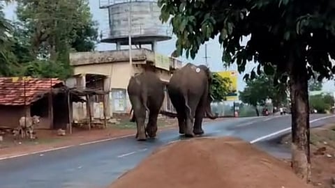 Elephant News