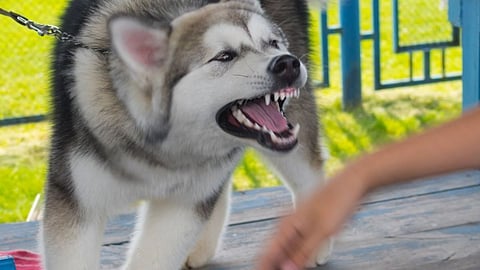 Stray Dog Bites