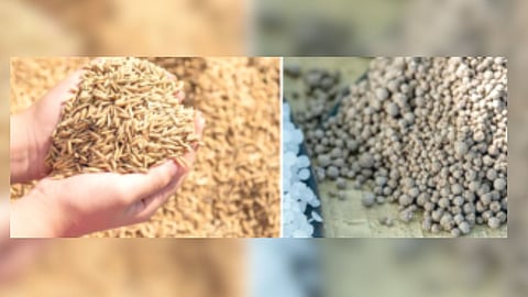 Bogus seed News