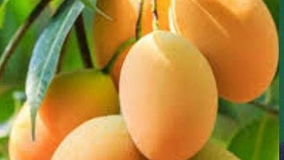 Mango