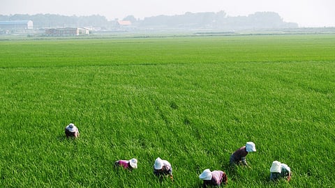 Fake Crop Insurance
