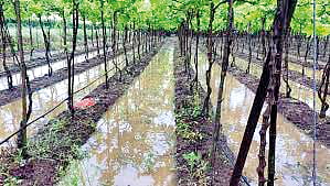 Grape Farmers |