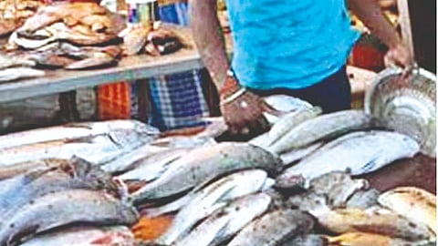 Rajapur Fish Market