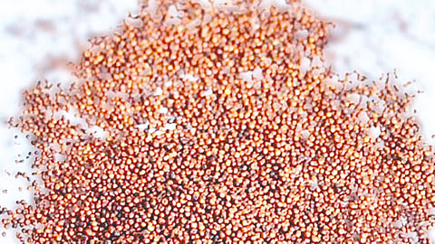 Seed Shops Inspection