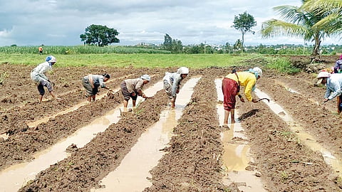 Rains cause crisis in Kharif season
Kharif Crop