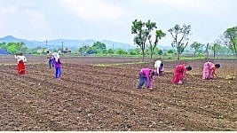 Beed News