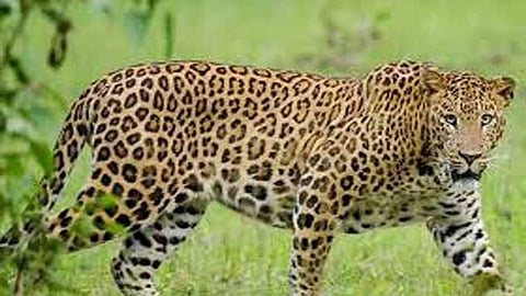 Nagpur leopard attack