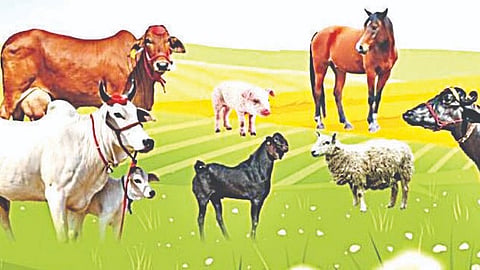 नाशिक