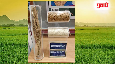 Paddy Verity Ratnagiri 8