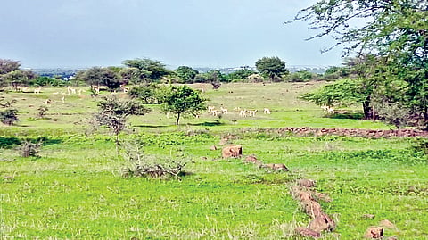 Boramani Grassland |