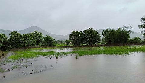 Rain Damage