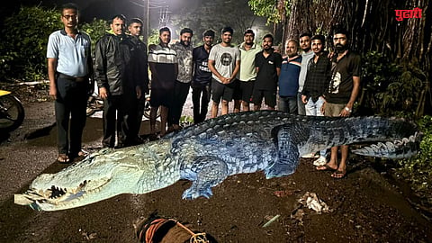 Khed Crocodile