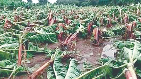 Washim Rain News