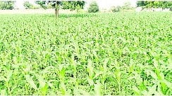 Jalna Agriculture News