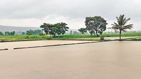 Farmland Flooding Belgaum