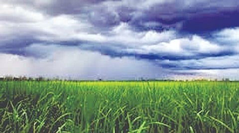 Nashik Rain News