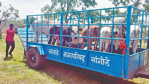 Sangola News |