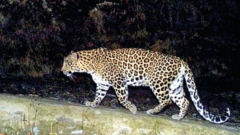 leopard sighting