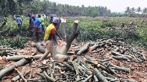 Tree Plantation Policy 2025
