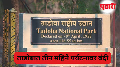 Tadoba Tiger Reserve| ताडोबाच्या कोअर झोनमध्ये आजपासून 'नो एन्ट्री'!
