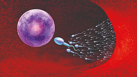 how-to-increase-sperm-count-motility