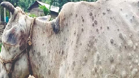 Lumpy Disease Vaccination |