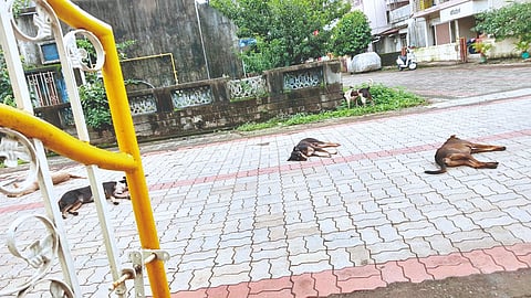 Belgaum City Corporation