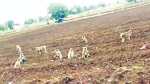 Wild animal threat to farms