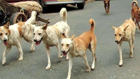 Baner Balewadi Street Dogs