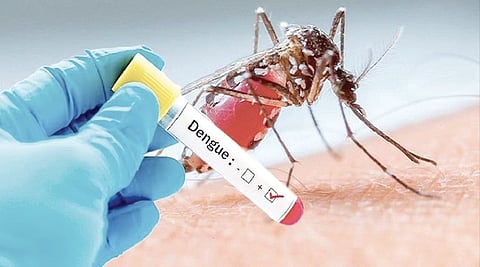 Rising dengue cases